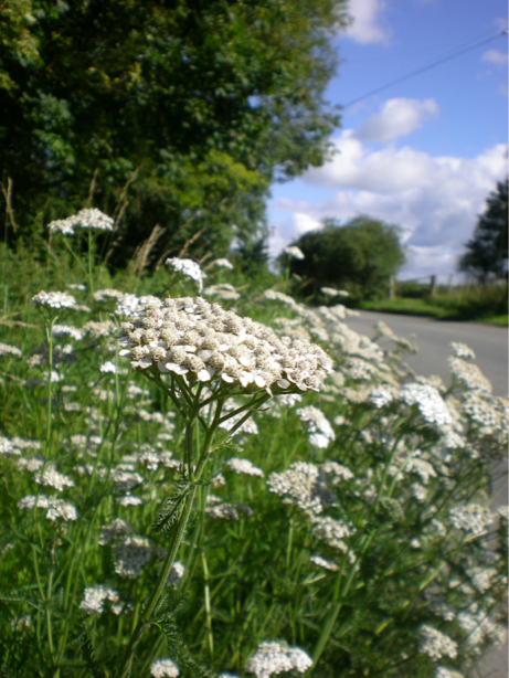 Plantlife campaign to save our road verge